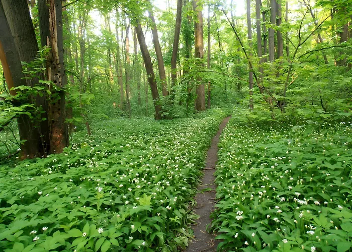 Forest-View Apart