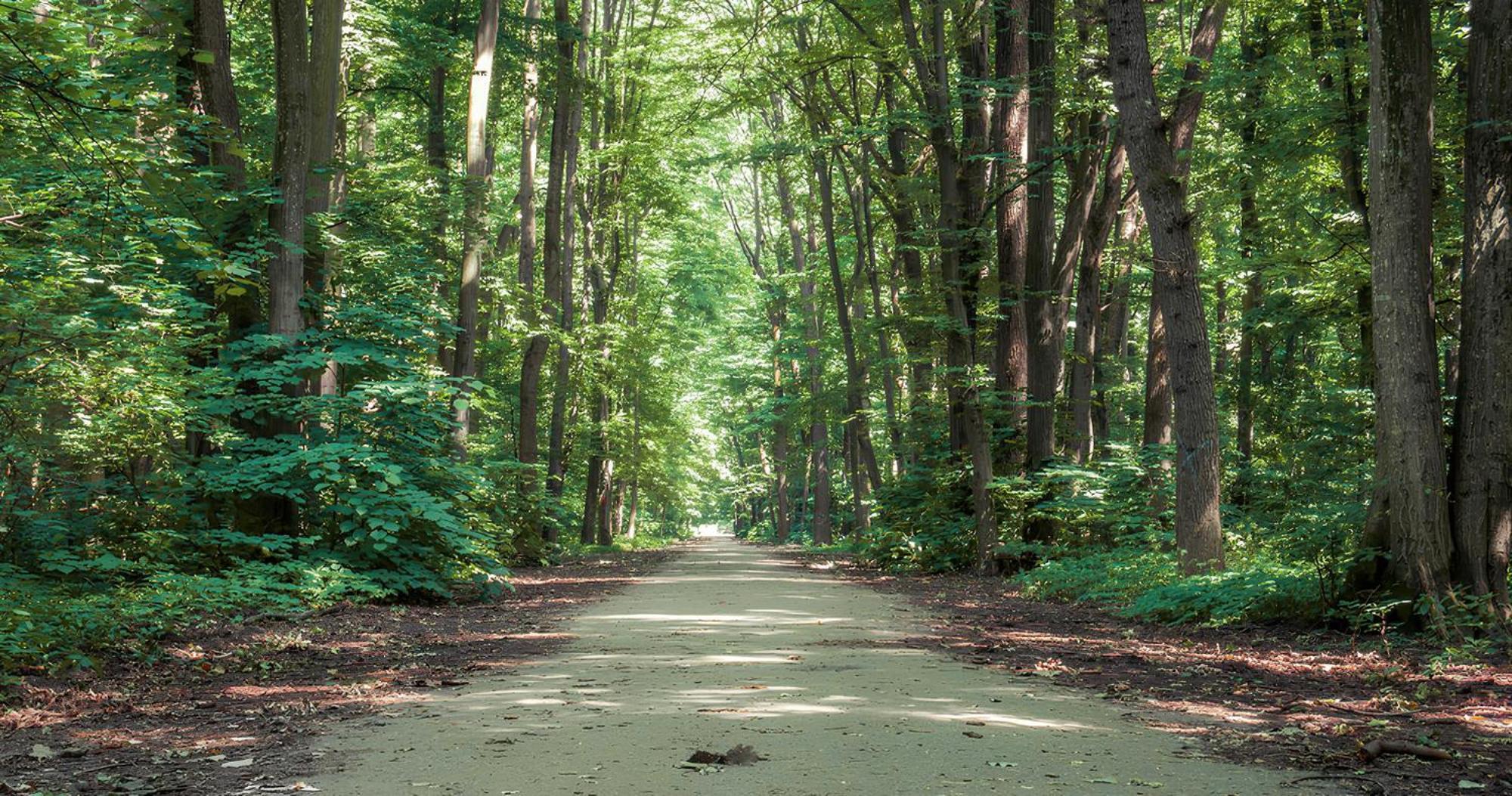 Forest-view Appartamento *