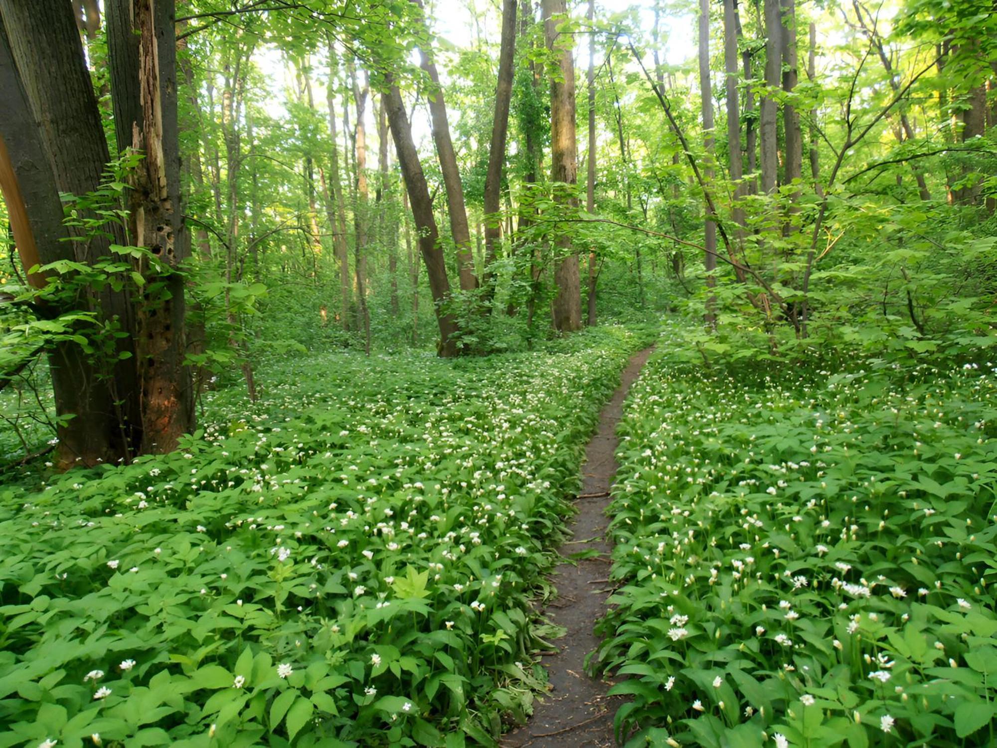 Forest-view * בוקרשט